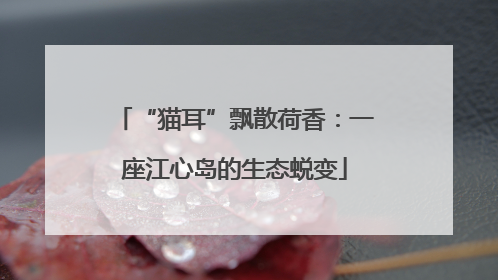 “猫耳”飘散荷香：一座江心岛的生态蜕变