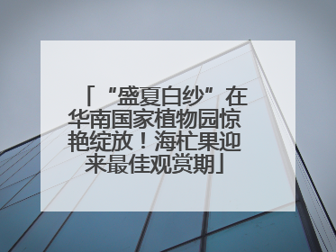 “盛夏白纱”在华南国家植物园惊艳绽放！海杧果迎来最佳观赏期
