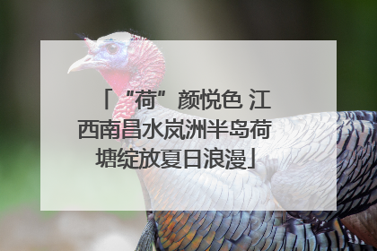 “荷”颜悦色 江西南昌水岚洲半岛荷塘绽放夏日浪漫