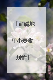 盐碱地里小麦收割忙