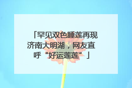 罕见双色睡莲再现济南大明湖，网友直呼“好运莲莲”