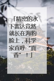 精密的水下雷达竟然就长在海豹脸上，科学家直呼“真香”！