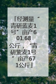 经测量“青研蓝麦1号”亩产601.68公斤，“青研紫麦1号”亩产671公斤