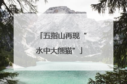 五指山再现“水中大熊猫”