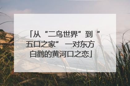 从“二鸟世界”到“五口之家” 一对东方白鹳的黄河口之恋