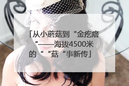 从小蘑菇到“金疙瘩“——海拔4500米的““菇“事新传