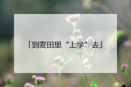 到麦田里“上学”去