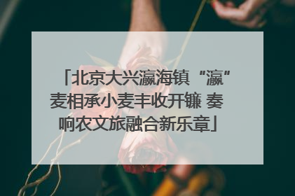 北京大兴瀛海镇“瀛”麦相承小麦丰收开镰 奏响农文旅融合新乐章