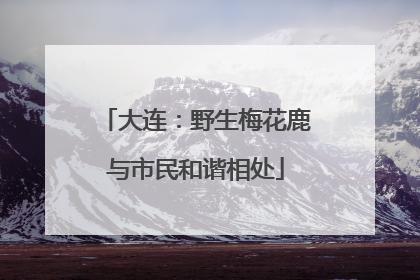 大连：野生梅花鹿与市民和谐相处