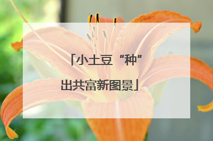 小土豆“种”出共富新图景