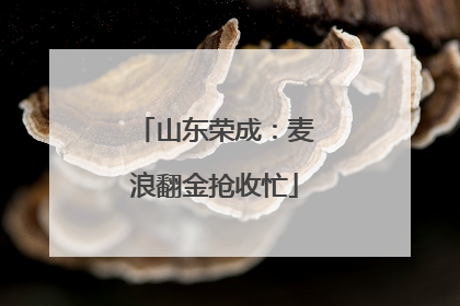 山东荣成：麦浪翻金抢收忙