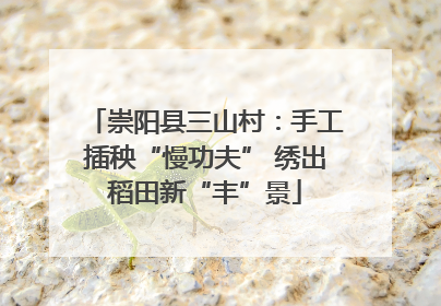 崇阳县三山村：手工插秧“慢功夫” 绣出稻田新“丰”景