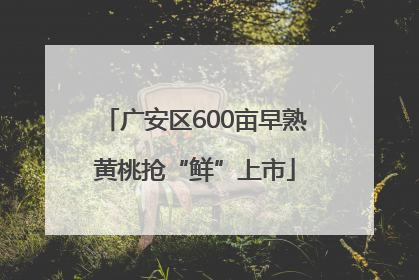 广安区600亩早熟黄桃抢“鲜”上市