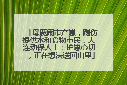 母鹿闹市产崽,踢伤提供水和食物市民,大连动保人士:护崽心切,正在想法送回山里