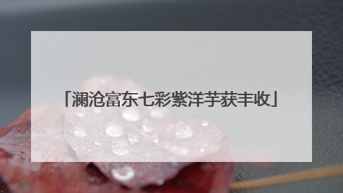 澜沧富东七彩紫洋芋获丰收