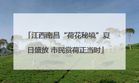 江西南昌“荷花秘境”夏日盛放 市民赏荷正当时