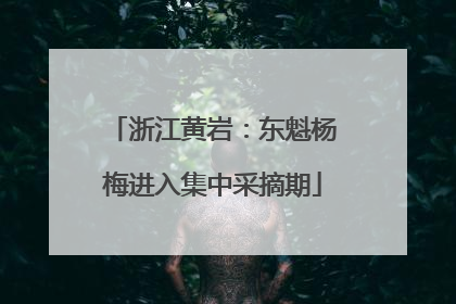 浙江黄岩：东魁杨梅进入集中采摘期