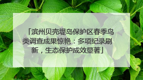 滨州贝壳堤岛保护区春季鸟类调查成果惊艳：多项纪录刷新，生态保护成效显著