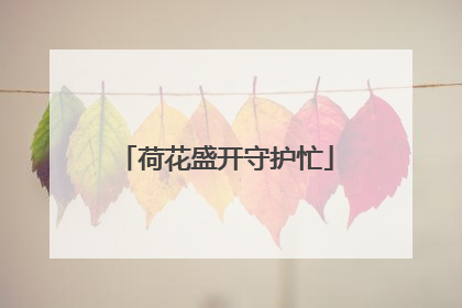 荷花盛开守护忙