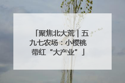 聚焦北大荒｜五九七农场：小樱桃带红“大产业”
