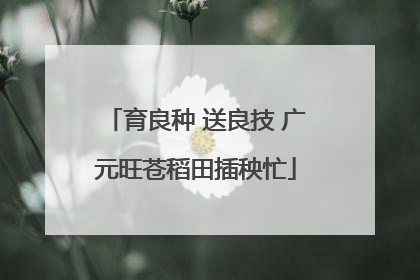 育良种 送良技 广元旺苍稻田插秧忙