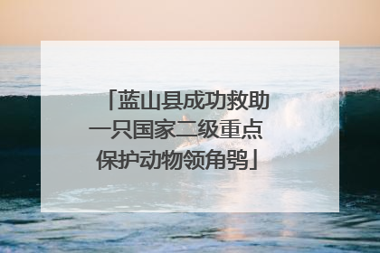 蓝山县成功救助一只国家二级重点保护动物领角鸮