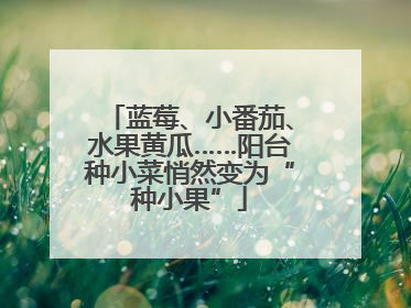 蓝莓、小番茄、水果黄瓜……阳台种小菜悄然变为“种小果”