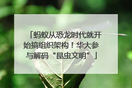 蚂蚁从恐龙时代就开始搞组织架构！华大参与解码“昆虫文明”