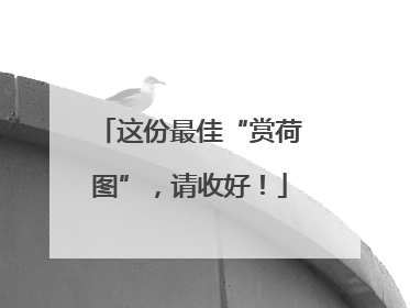 这份最佳“赏荷图”，请收好！