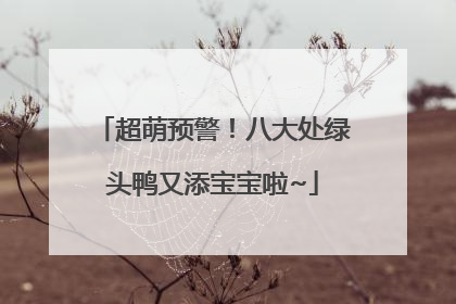 超萌预警！八大处绿头鸭又添宝宝啦~