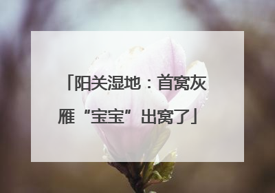 阳关湿地：首窝灰雁“宝宝”出窝了