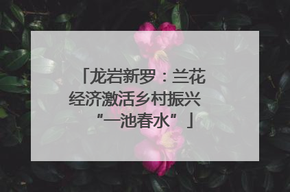 龙岩新罗：兰花经济激活乡村振兴“一池春水”