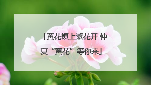 黄花镇上繁花开 仲夏“黄花”等你来