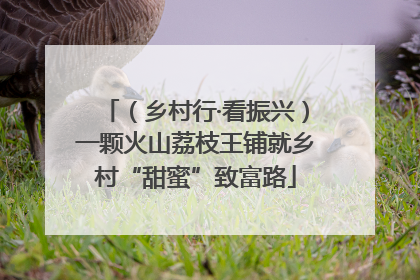 （乡村行·看振兴）一颗火山荔枝王铺就乡村“甜蜜”致富路