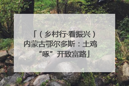 （乡村行·看振兴）内蒙古鄂尔多斯：土鸡“啄”开致富路